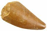 Serrated Raptor Tooth - Real Dinosaur Tooth #347073-1